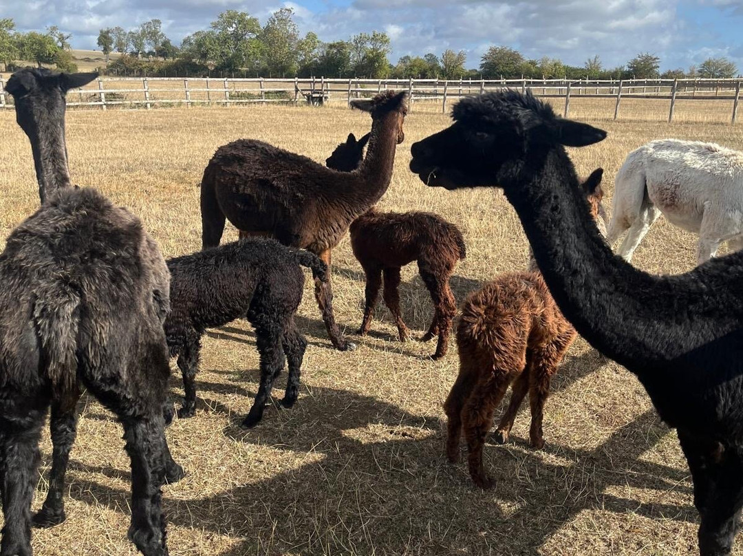 Cotswold Vale Alpacas-伊夫舍姆必去景点