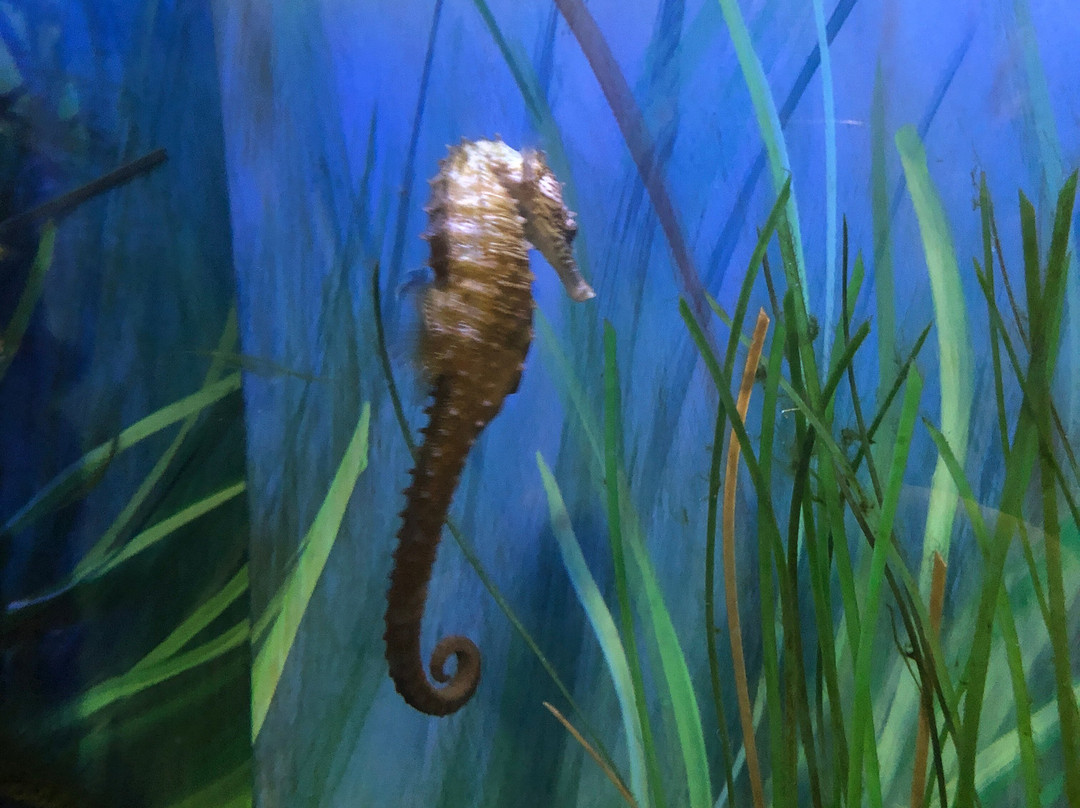 Buttonwood Park Zoo-新贝德福德必去景点