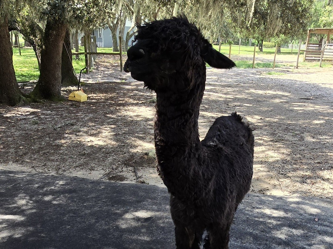 LunaSea Alpaca Farm-Ferndale必去景点
