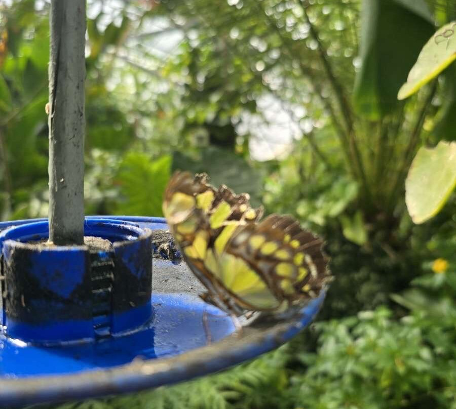 Butterfly World-斯托克顿提斯必去景点
