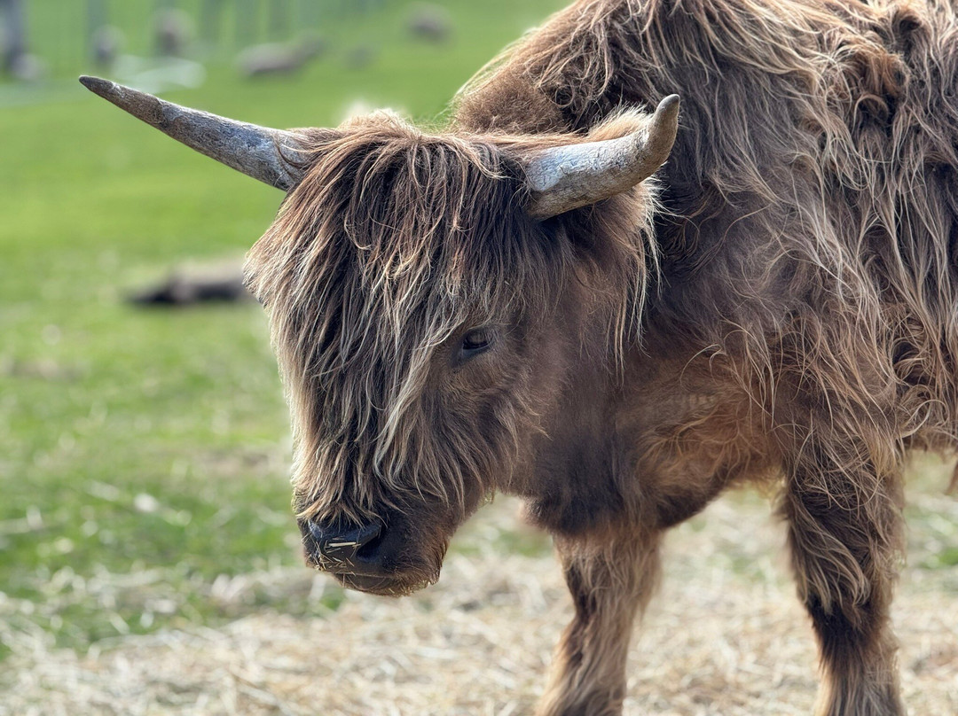 Churchill Island-菲利普岛必去景点