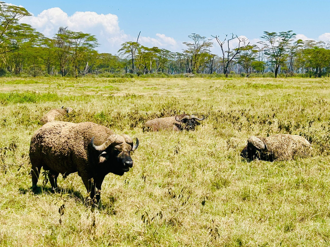 Joseph  Parsae-Amboseli Eco-system必去景点