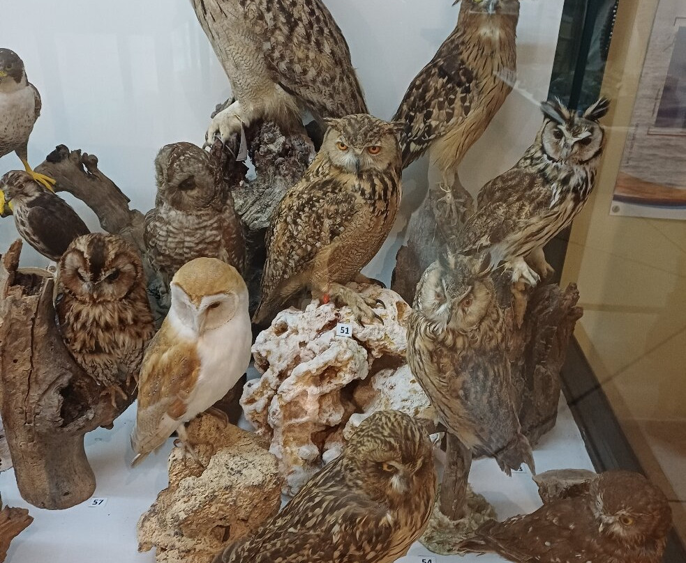 National Museum of Natural History-姆迪纳必去景点