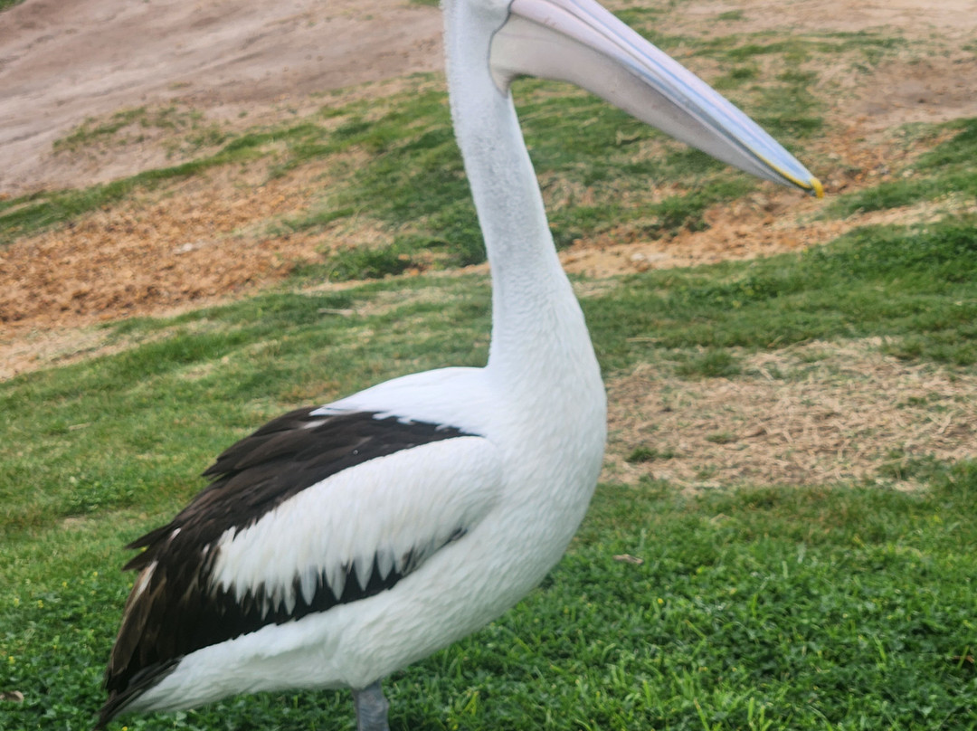 Kalbarri Pelican Feeding-卡尔巴里必去景点