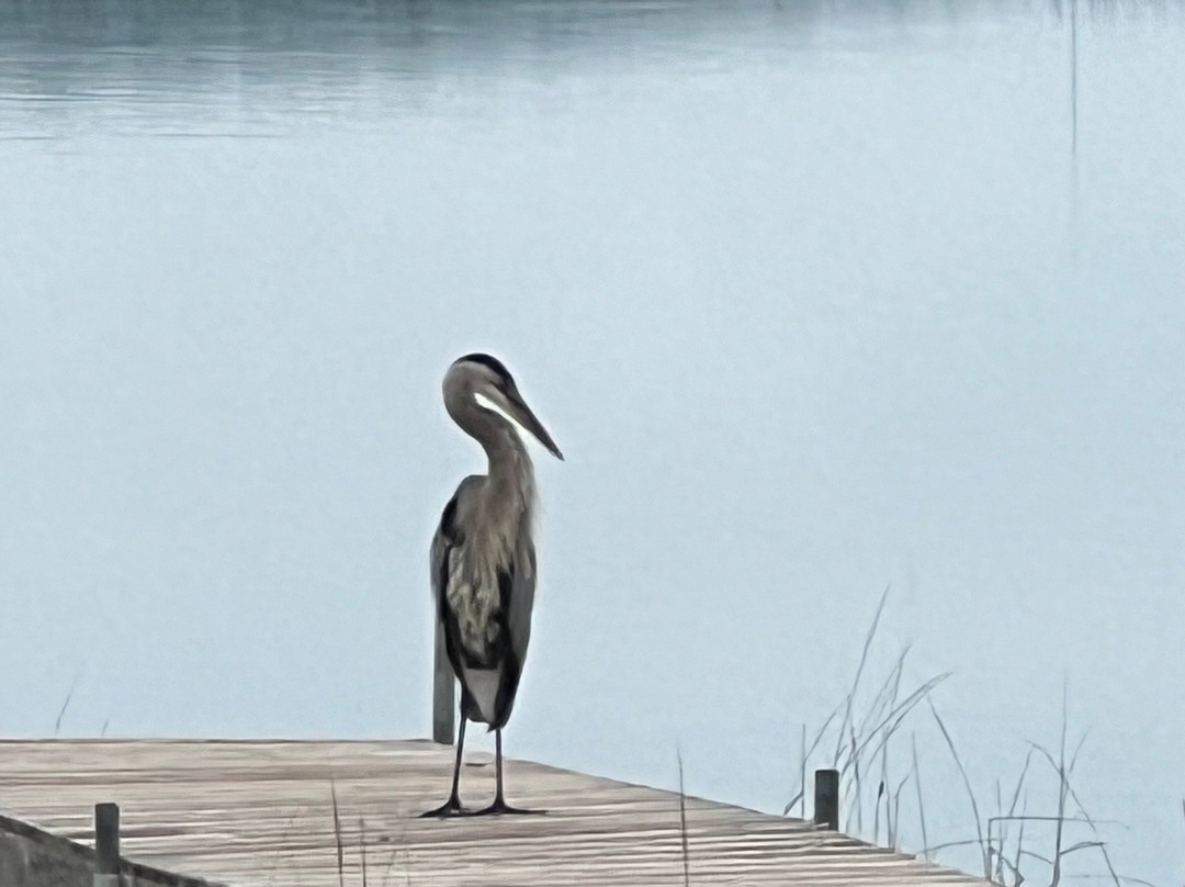 Madden's on Gull Lake主图