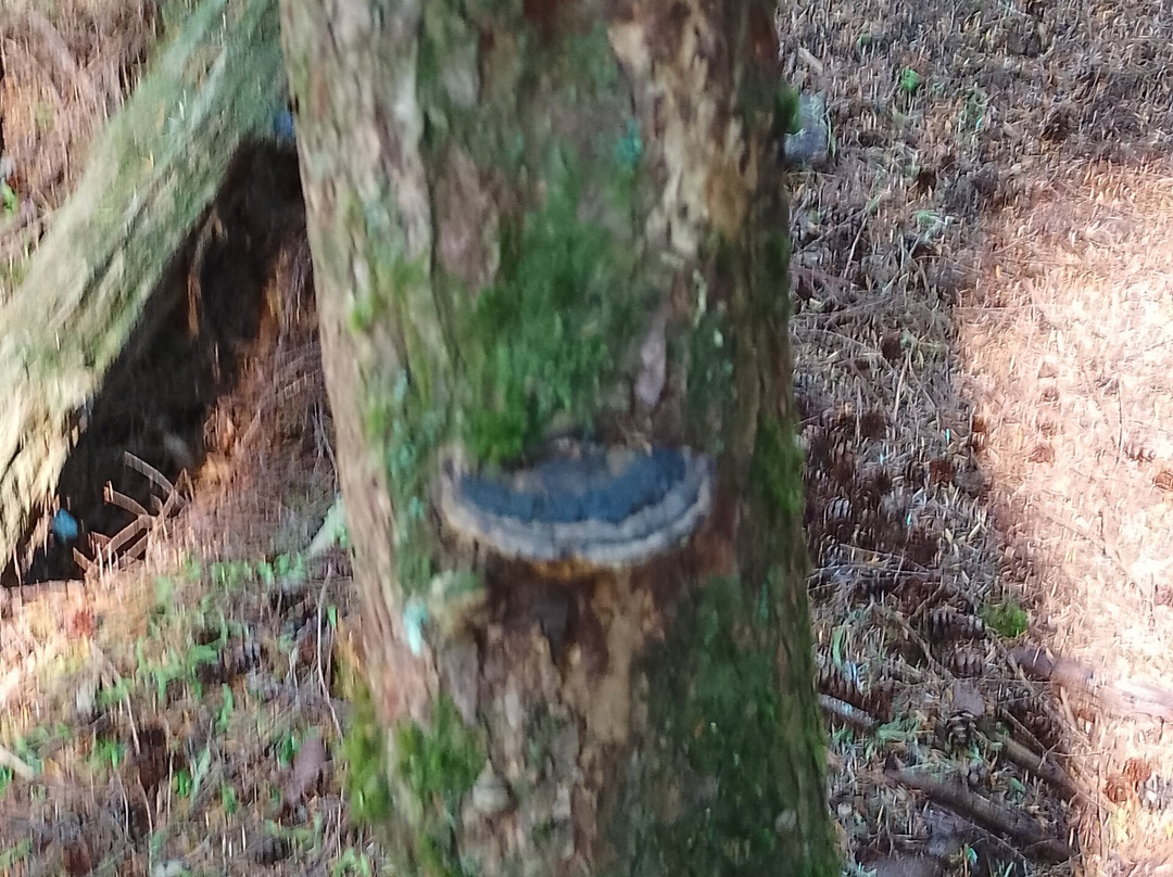 Charlie Hartie Creek Trail