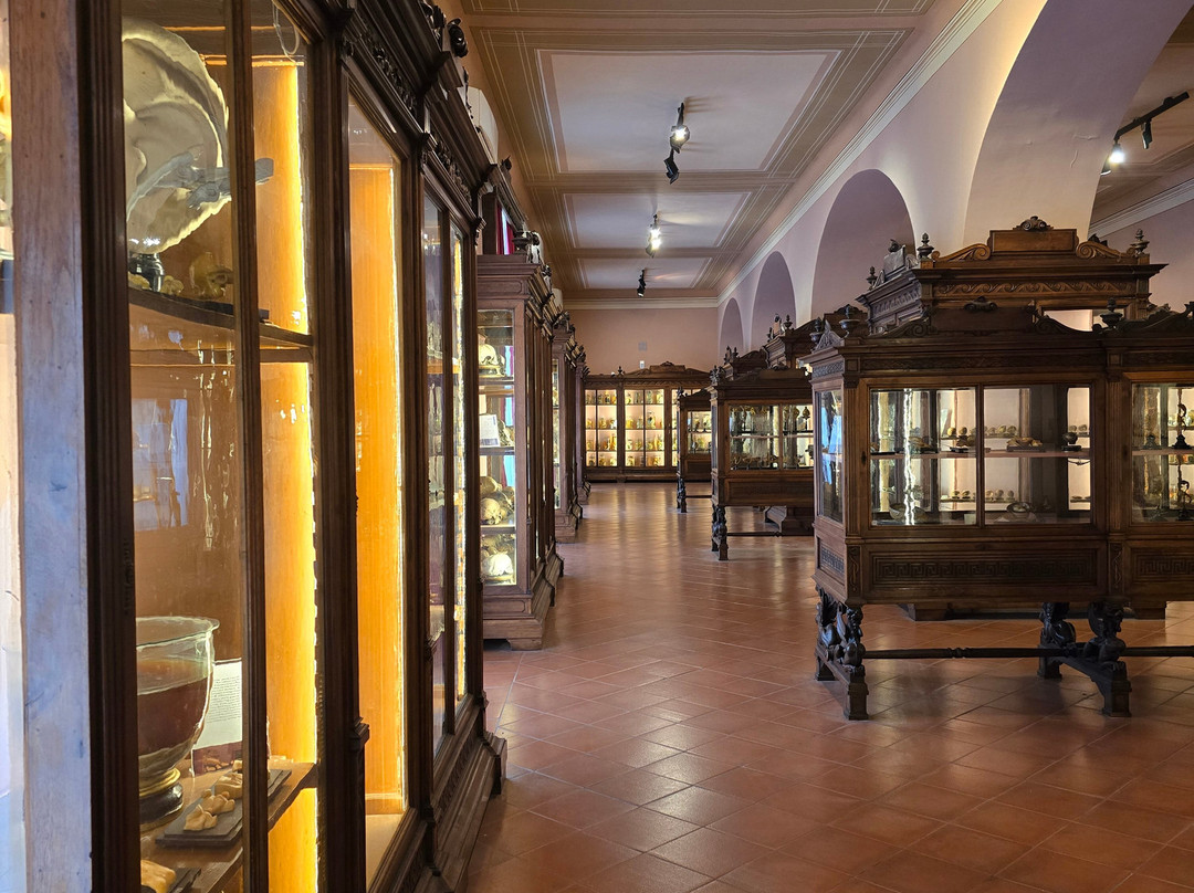 MUSA - Museo Universitario delle Scienze e delle Arti-那不勒斯必去景点