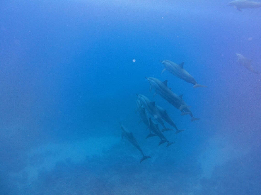 Orca Dive Club - Pereybere-Pereybere必去景点