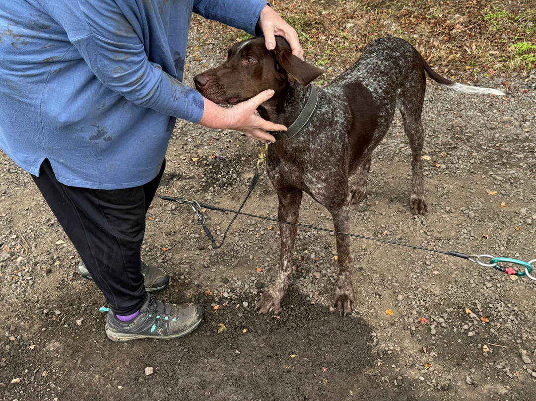 Arctic Quest Sled Dog Adventures-图克斯伯里必去景点