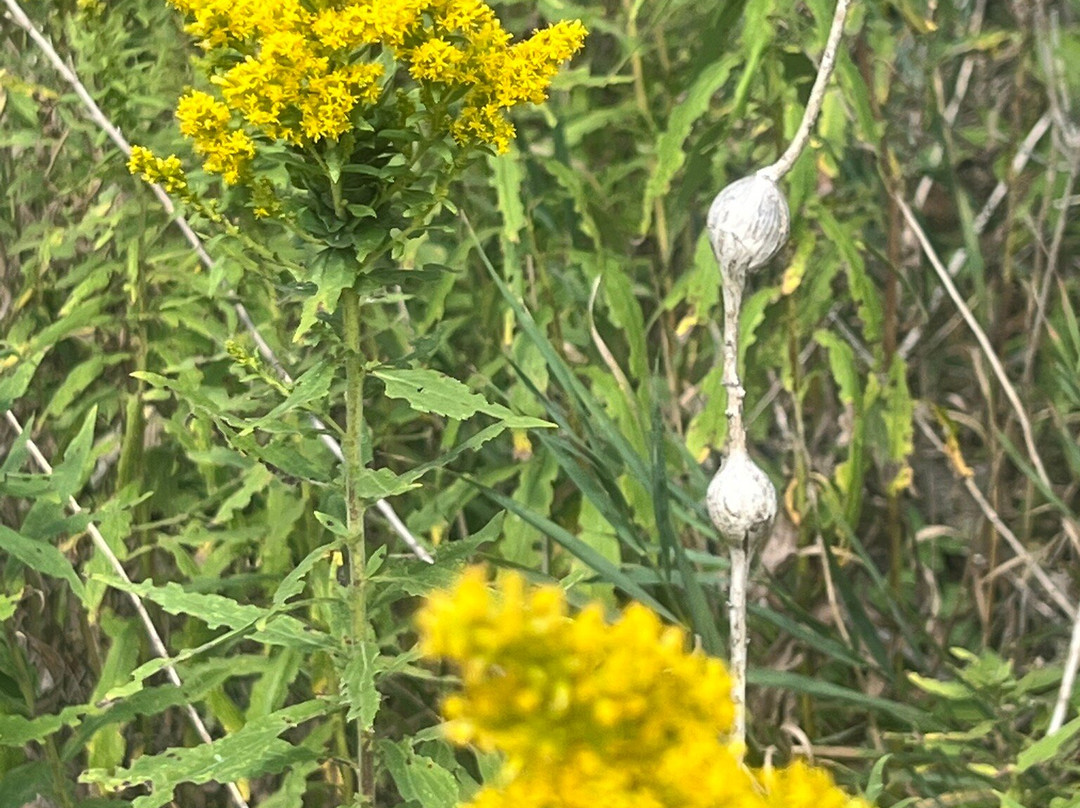Buffalo Creek Forest  Preserve-Long Grove必去景点