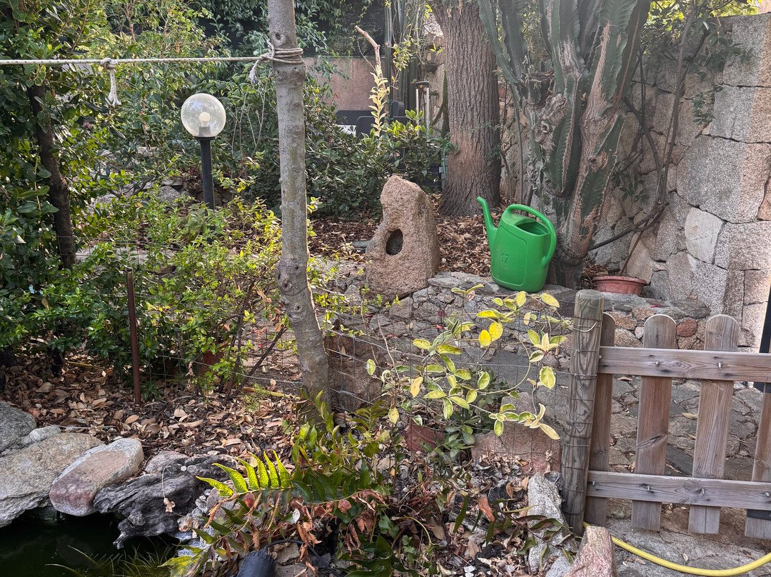 B&B Chorisia (IUN E5436)主图