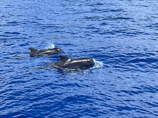 Bonita da Madeira-沙尔必去景点