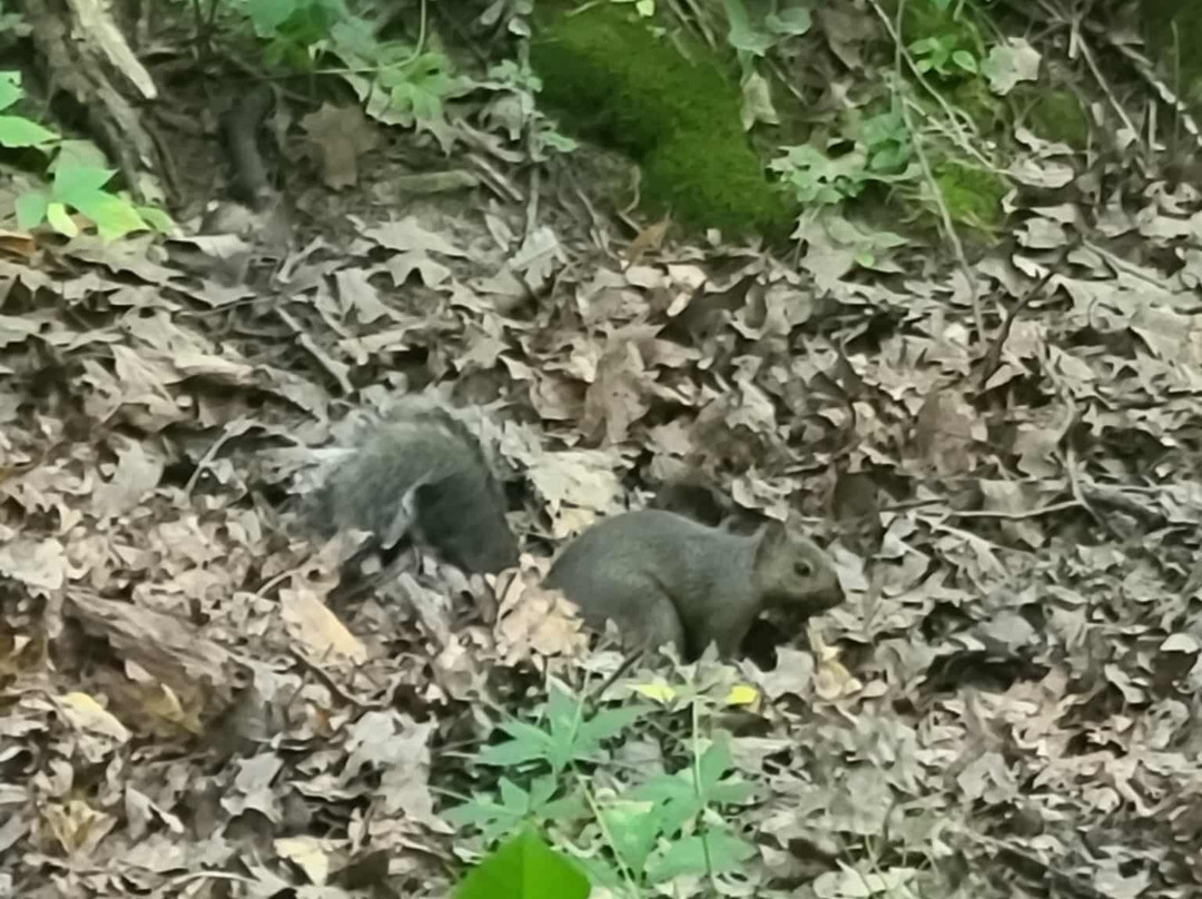 Maquoketa Caves State Park-Maquoketa必去景点