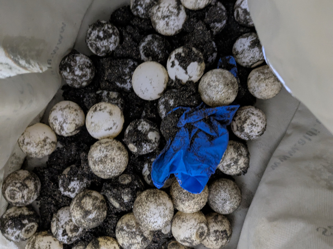 Save The Turtles Playa Venao-维纳欧海滩必去景点