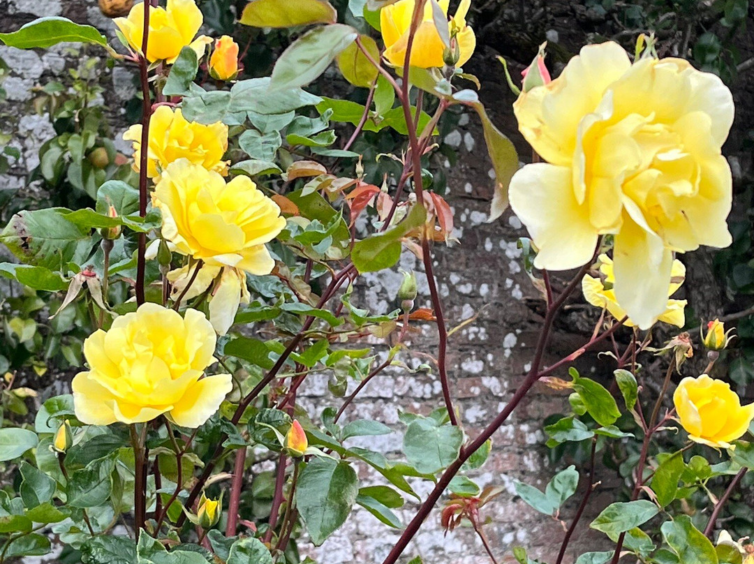 Langley Park Gardens-Montrose必去景点