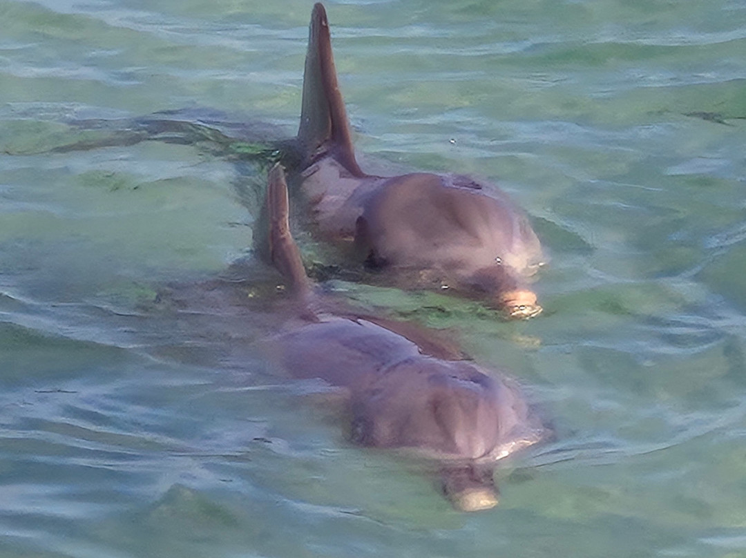 Monkey Mia Reserve-Monkey Mia必去景点