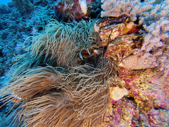 Spirit of Freedom-凯恩斯必去景点