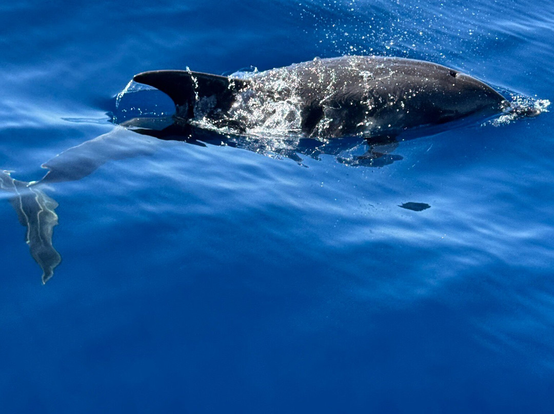 OceanExplorer La Palma-Tazacorte必去景点