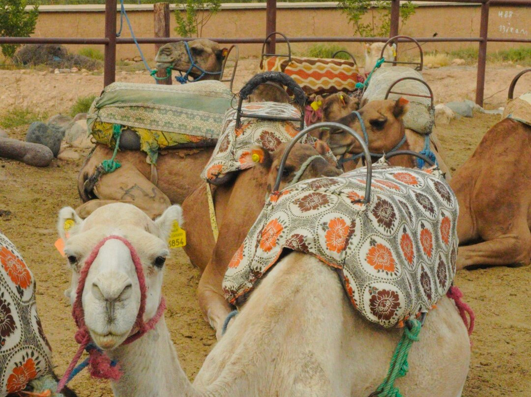 Berber Magic Tours-马拉喀什必去景点