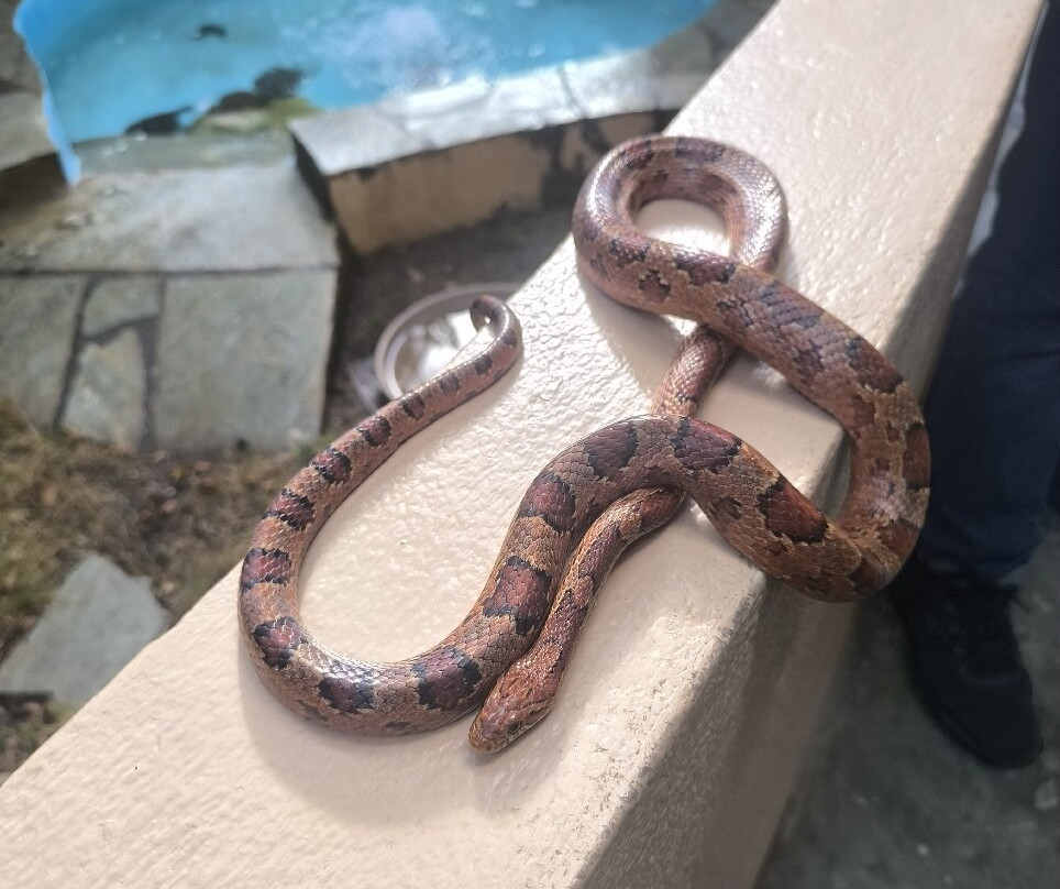 Aquaworld Aquarium & Reptile Rescue Centre-赫索尼索斯必去景点