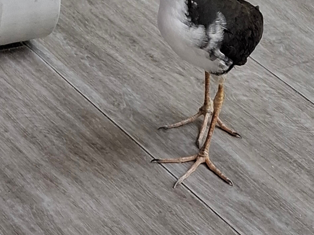 Cappuccino Bar-Gadifuri必去景点