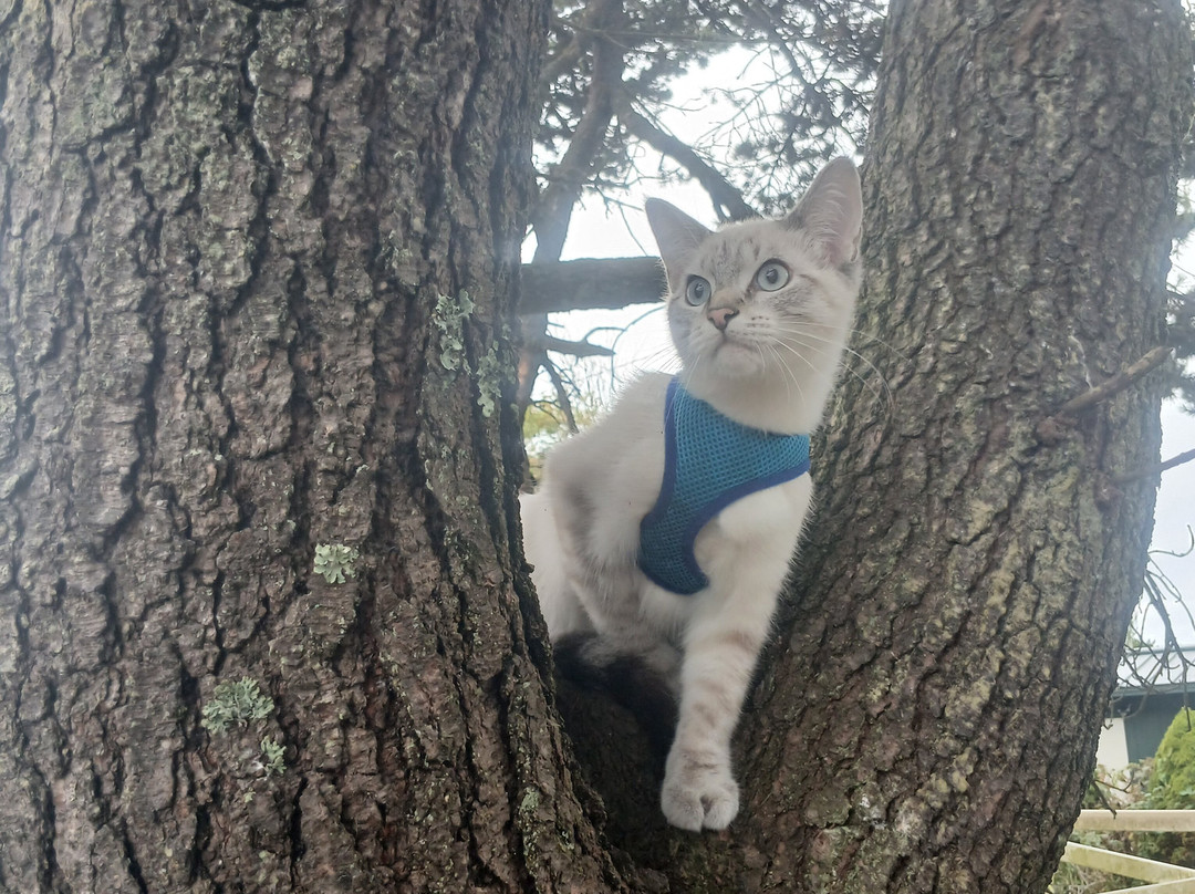 Shooting Star Motel主图