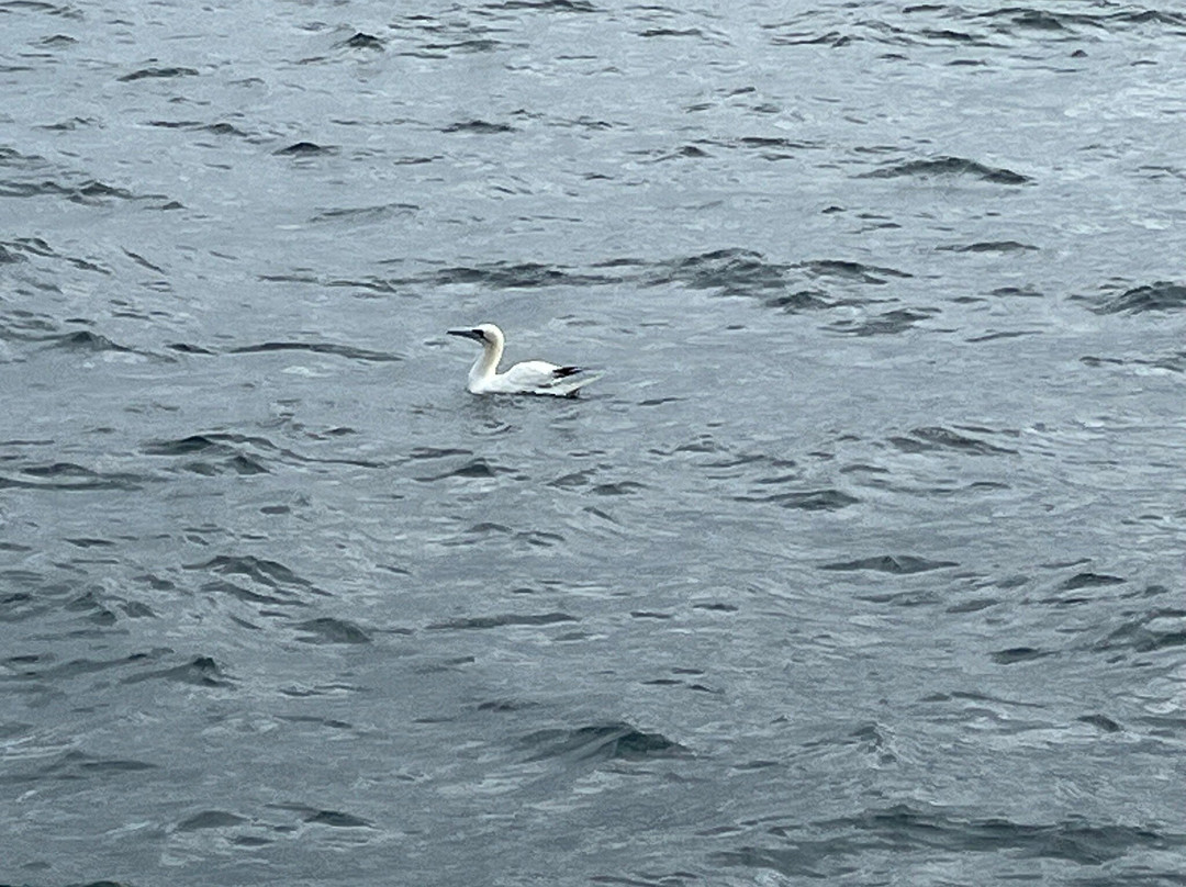 Ak Wildlife Cruises-法尔茅斯必去景点