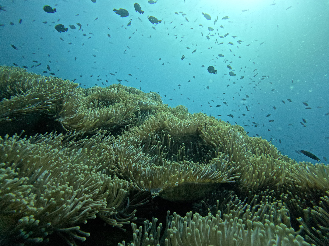 龟岛潜水-涛岛必去景点