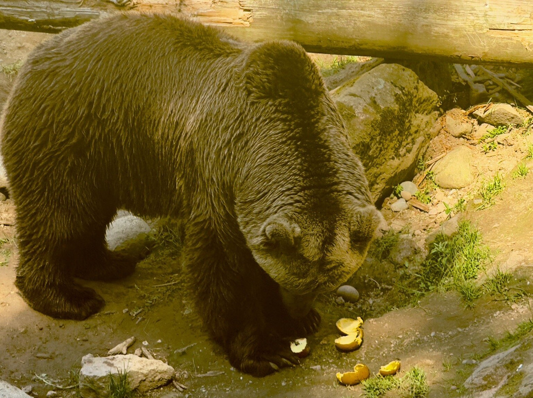 Ahtari Zoo-Ähtäri必去景点