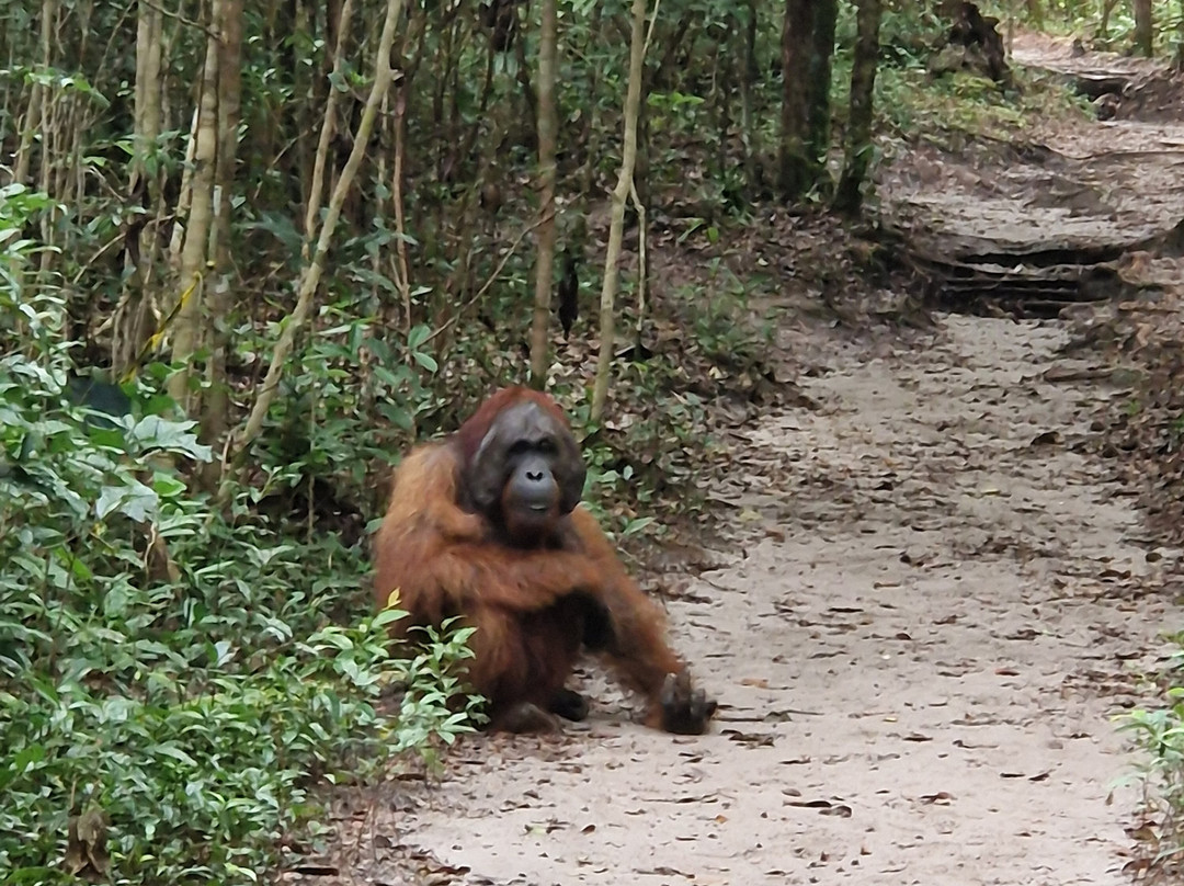 Local Guides - Tanjung Puting-Pangkalan Bun必去景点