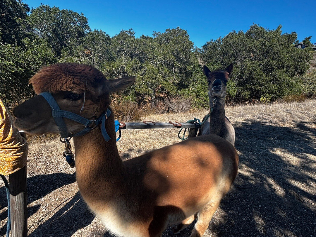 D'jango Hill Farm-卡梅尔必去景点