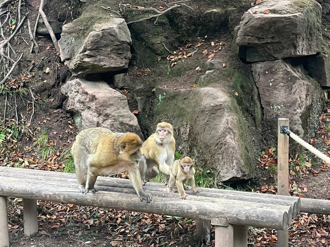 Trentham Monkey Forest-特伦特河畔斯托克必去景点