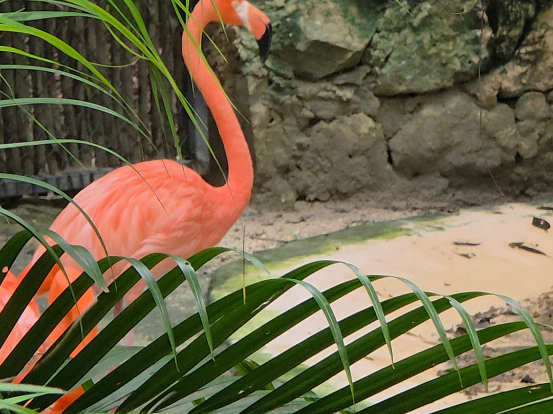 Akumal Monkey Sanctuary & Rescued Animals-艾库玛尔必去景点