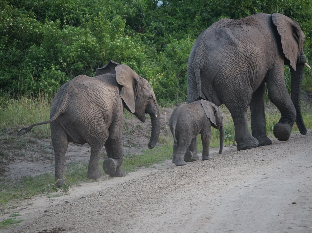 Devine African Safaris-吉佳利必去景点
