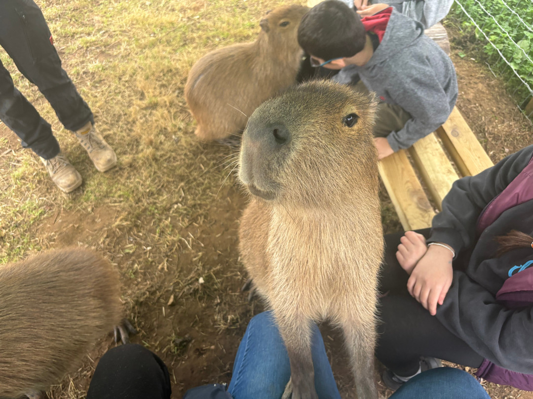 Millets Farm Falconry Centre-弗里福德希斯必去景点