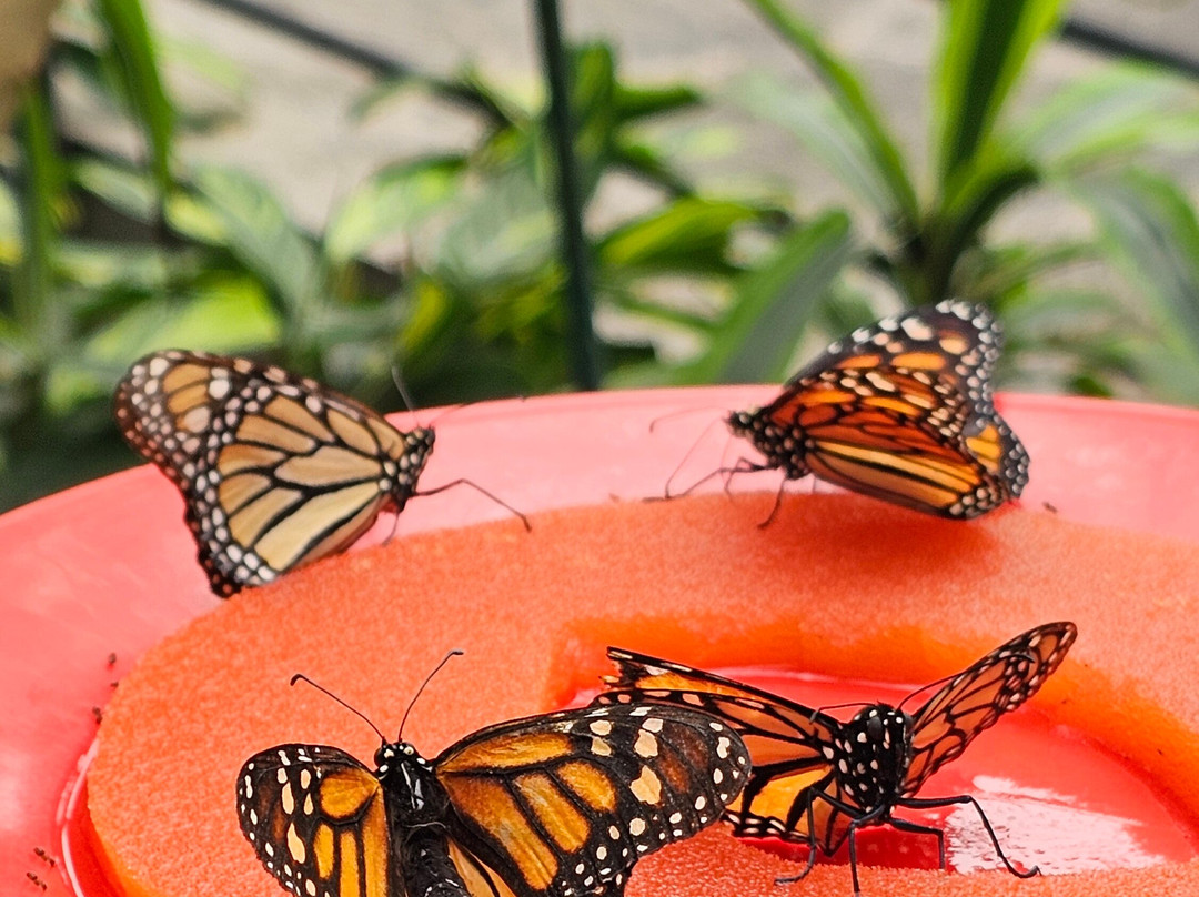 Mariposario del Drago-伊科德洛斯维诺斯必去景点