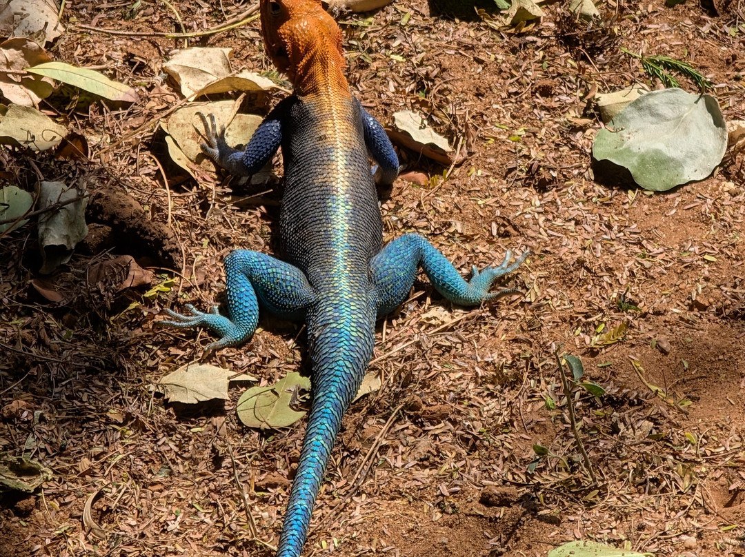 Oranje Safari-迪亚尼必去景点