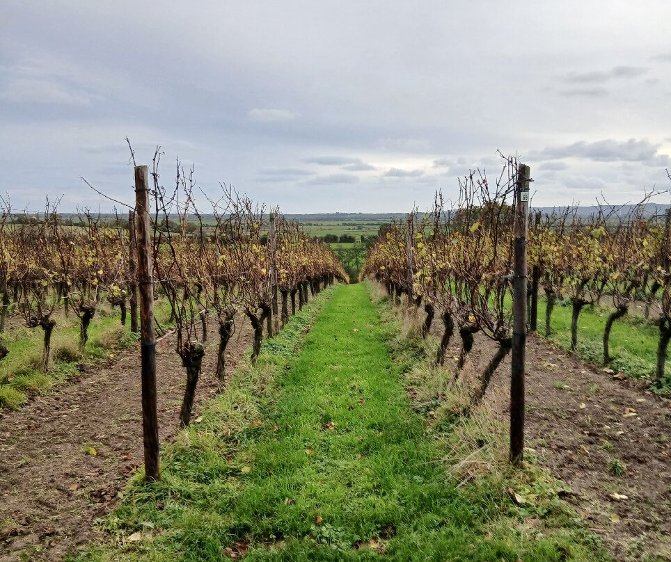 Henners Vineyard-Herstmonceux必去景点