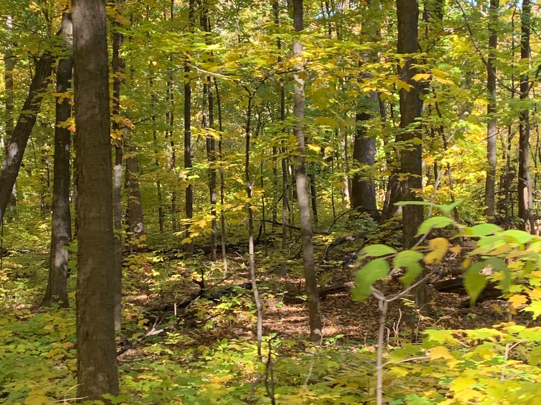Morton Arboretum-Lisle必去景点