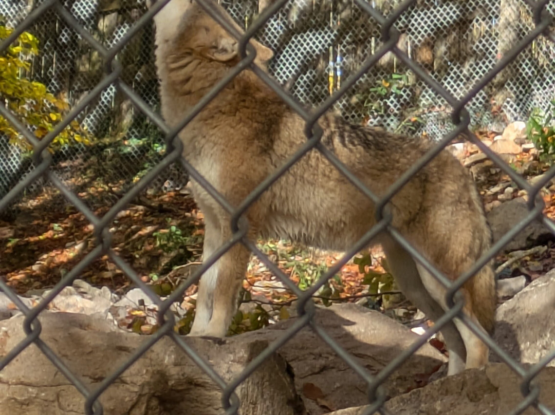 Les Loups du Gevaudan-Saint-Leger-de-Peyre必去景点