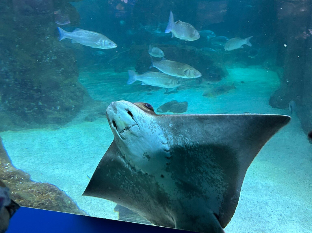 马略卡海样世界-卡尔维亚必去景点