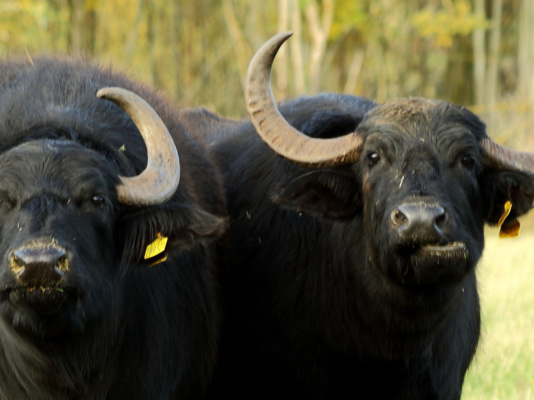 Watatunga Wildlife Reserve-金斯林必去景点