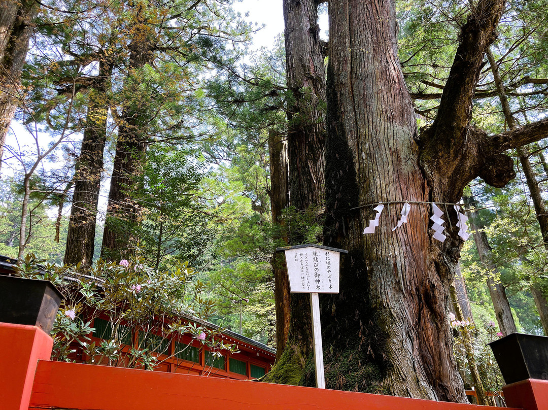 En Musubi no Ki-日光市必去景点