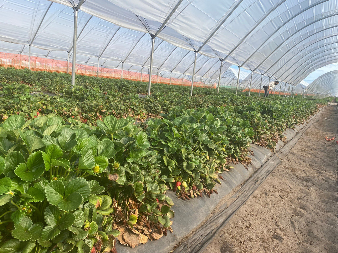 Berry Sweet Strawberry Farm-Bullsbrook必去景点