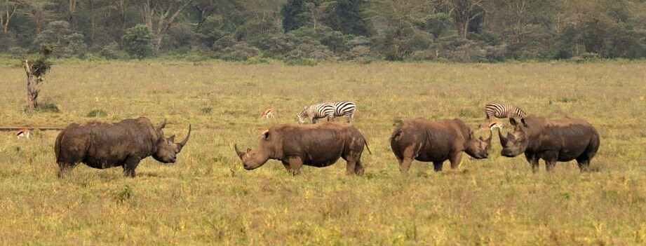 Mufasa Tours and Travels-内罗毕必去景点