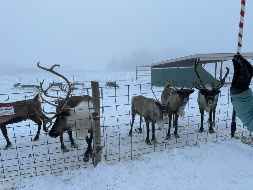 Reindeer Farm-帕尔默必去景点