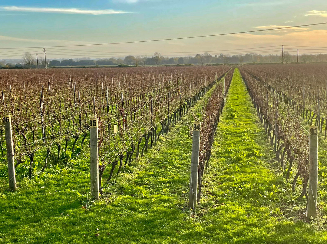 Tinwood Estate Vineyard-奇切斯特必去景点