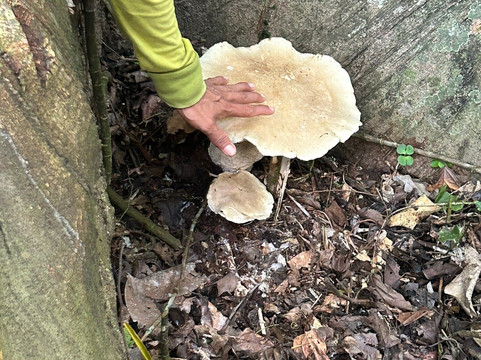 Tambopata Ecolodge主图