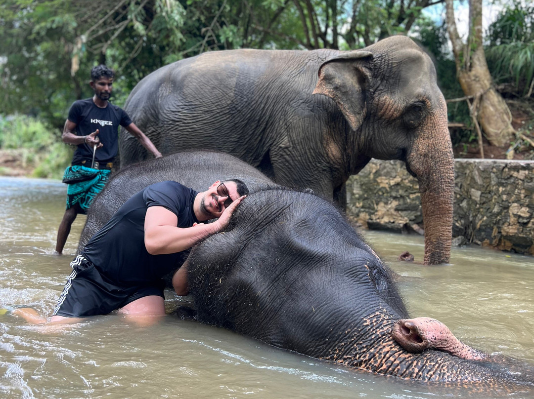 Elephant Freedom Project-凯格勒 必去景点