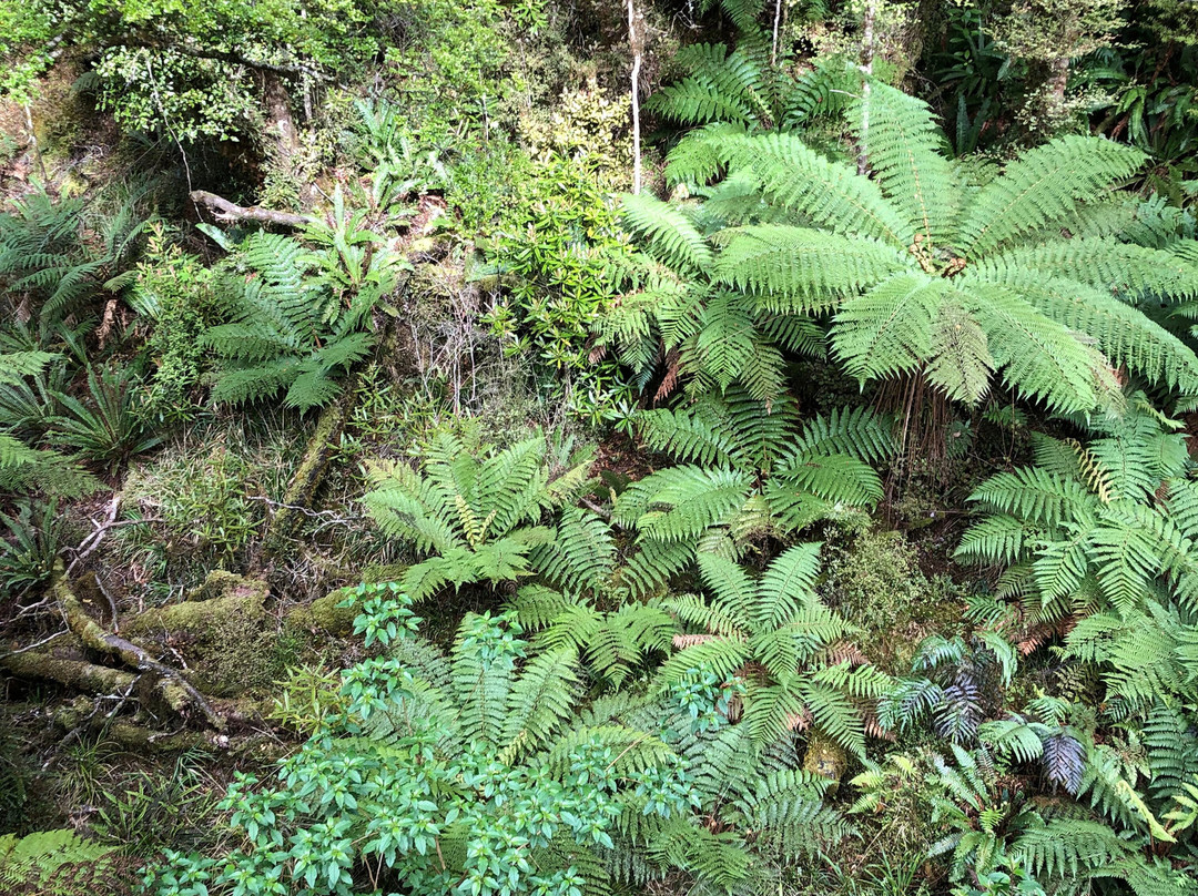Paparoa Guided Walks-普纳凯基必去景点